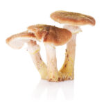 autumn-mushrooms-2021-08-26-15-48-32-utc.jpg