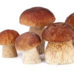 brown-mushrooms-2021-08-26-17-24-43-utc.jpg