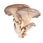 oyster-mushroom-2021-08-26-17-20-05-2.jpg