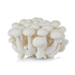 white-beech-mushrooms-shimeji-mushroom-edible-mu-2021-09-03-19-06-26-utc.jpg